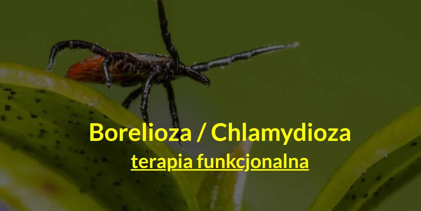 Borelioza / Chlamydioza - terapia funkcjonalna